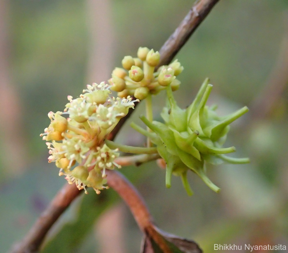 Combretum latifolium Blume